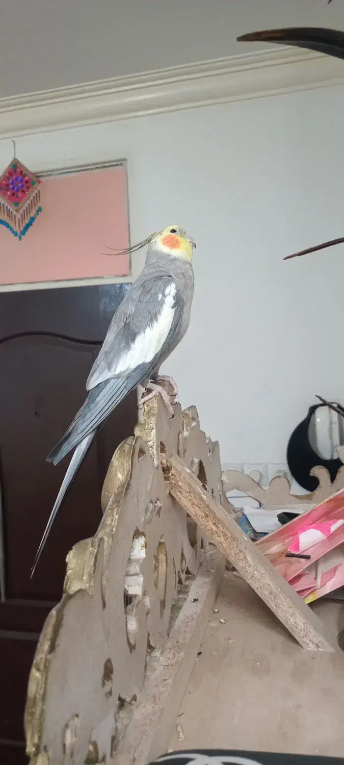 عروس هلندی سخنگو|پرنده|قرچک, مهدیه|دیوار