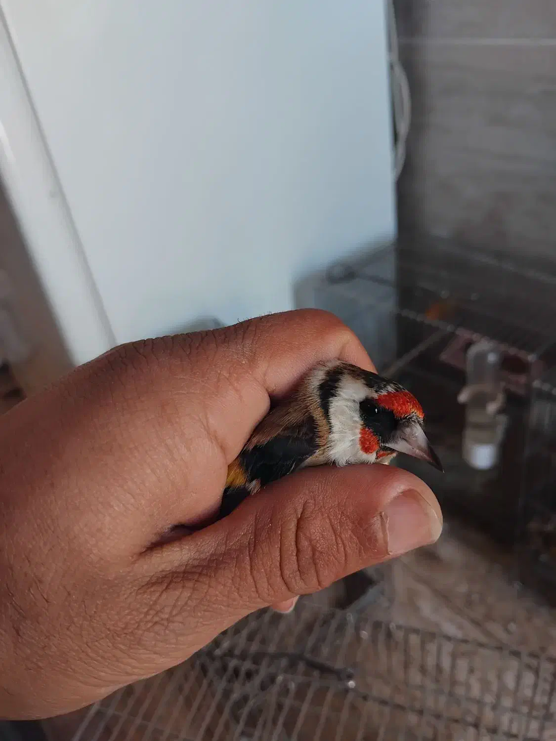 سهره|پرنده|تیکمه داش, |دیوار