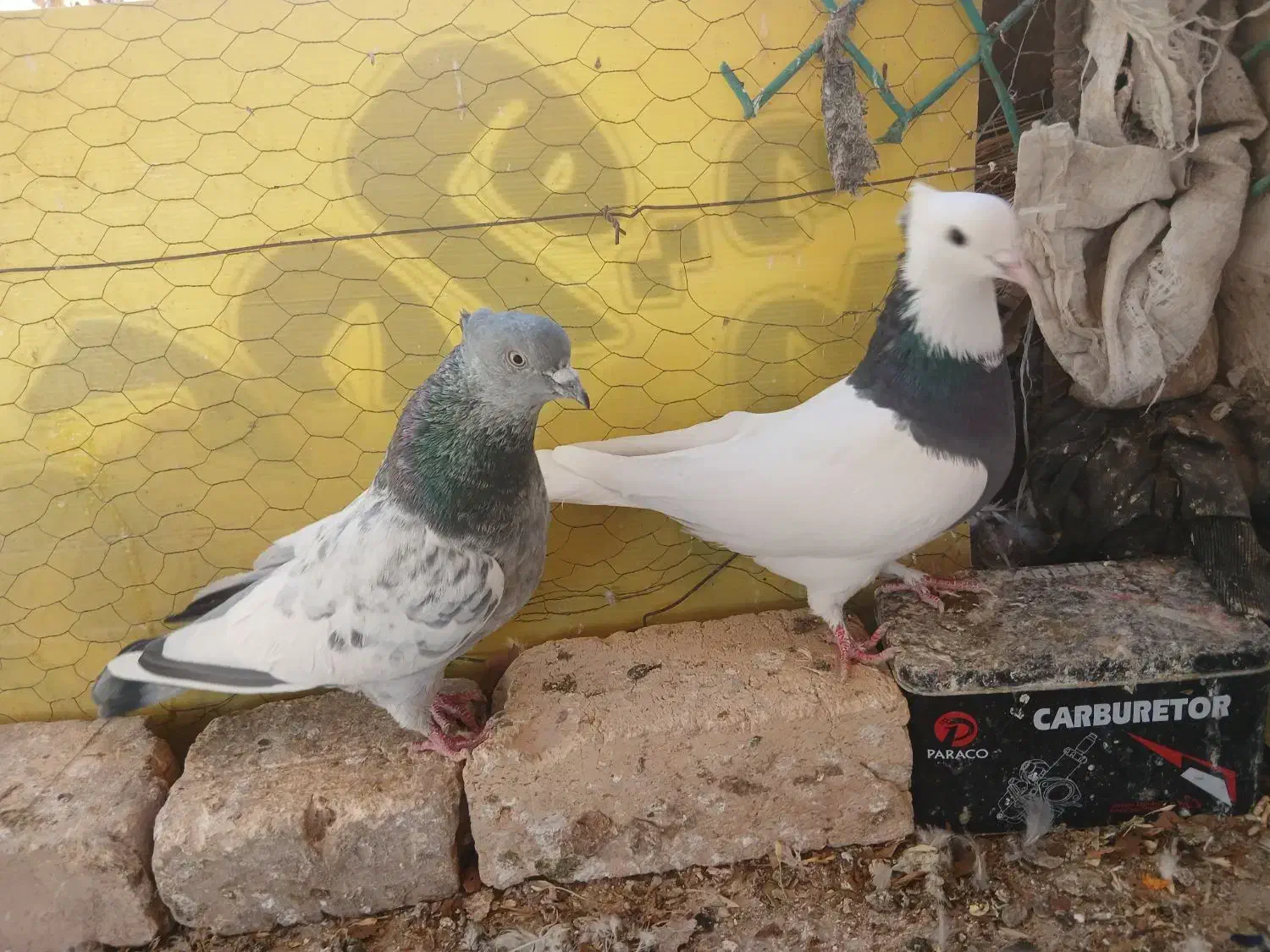 کفتر یا کبوتر طوقی سیاه|پرنده|شیراز, گلکوب|دیوار