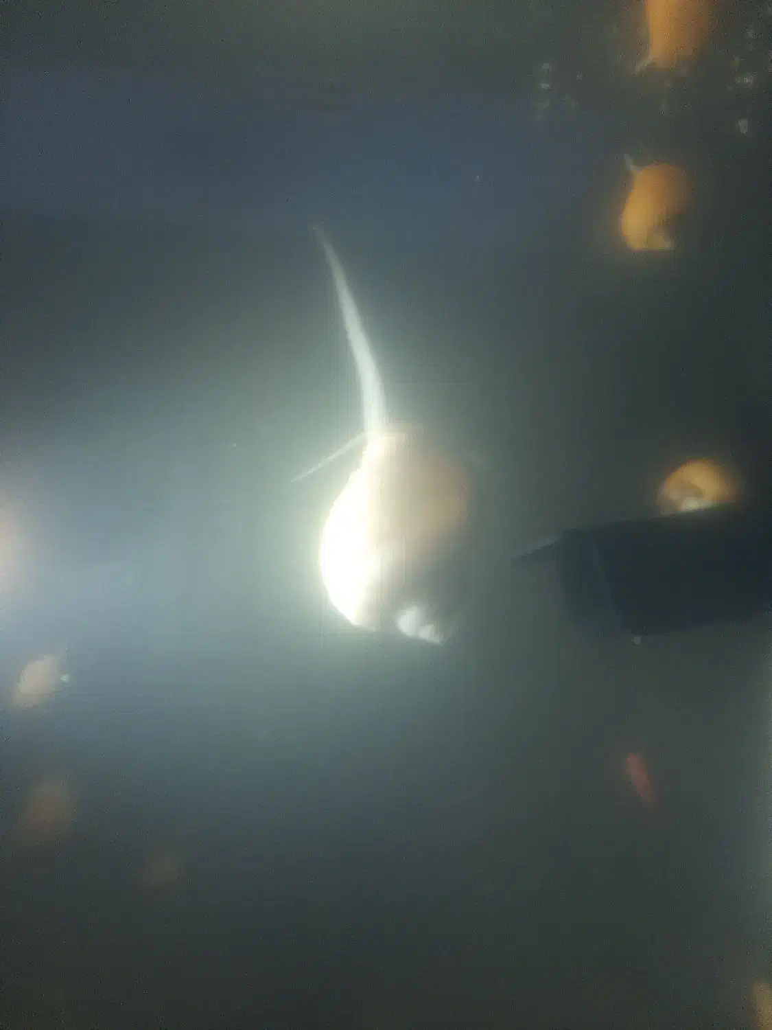 حلزون|خزنده|تهران, ازگل|دیوار