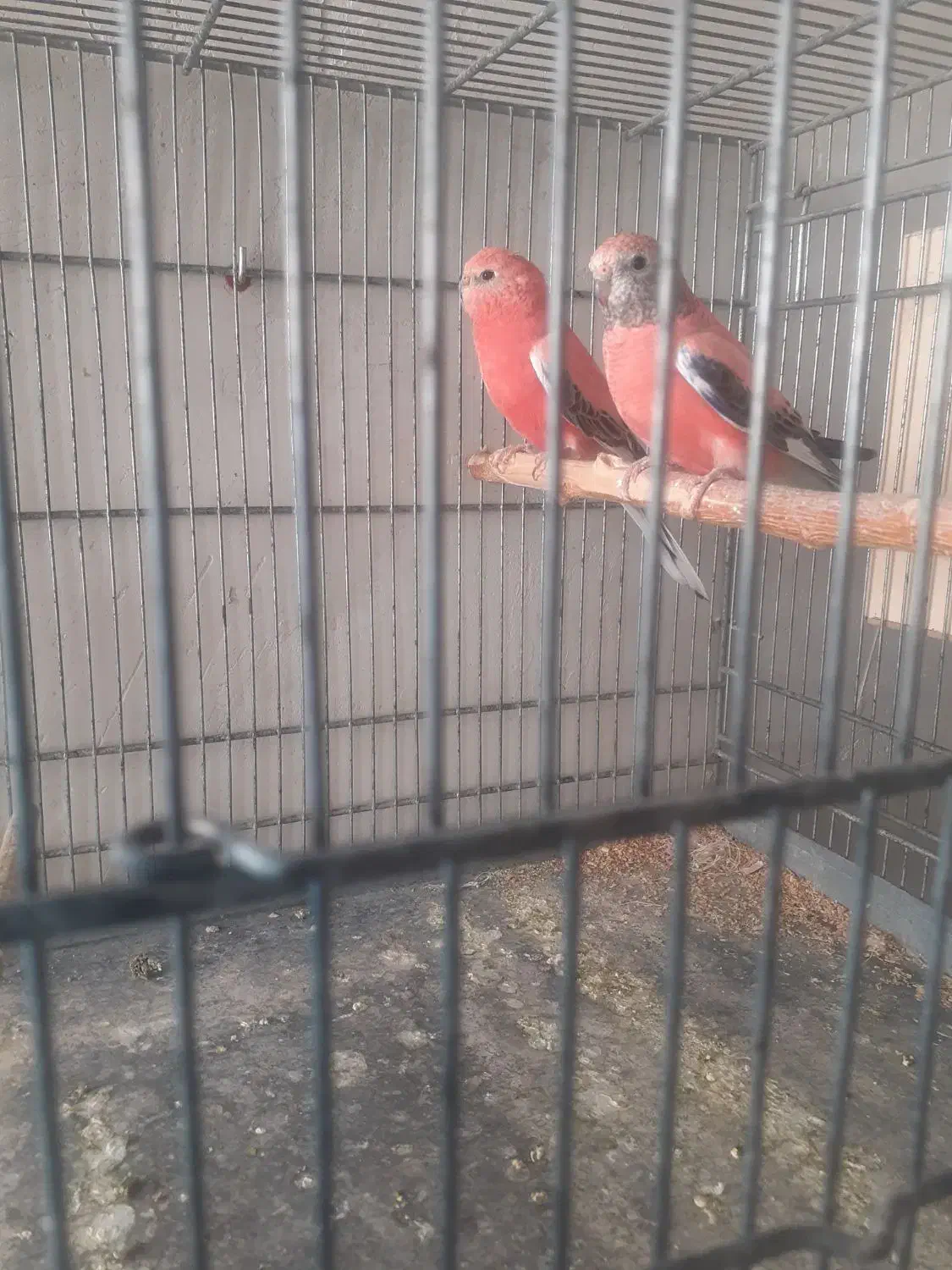 فنچ بنگالی. کراواتی و رز بورک|پرنده|تبریز, |دیوار