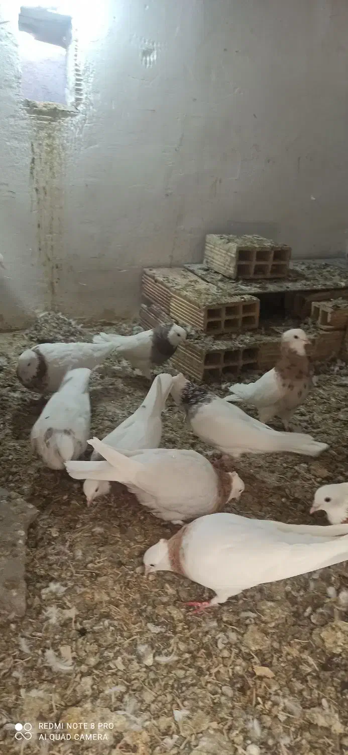 کفتر طوقی|پرنده|نیشابور, مازول|دیوار