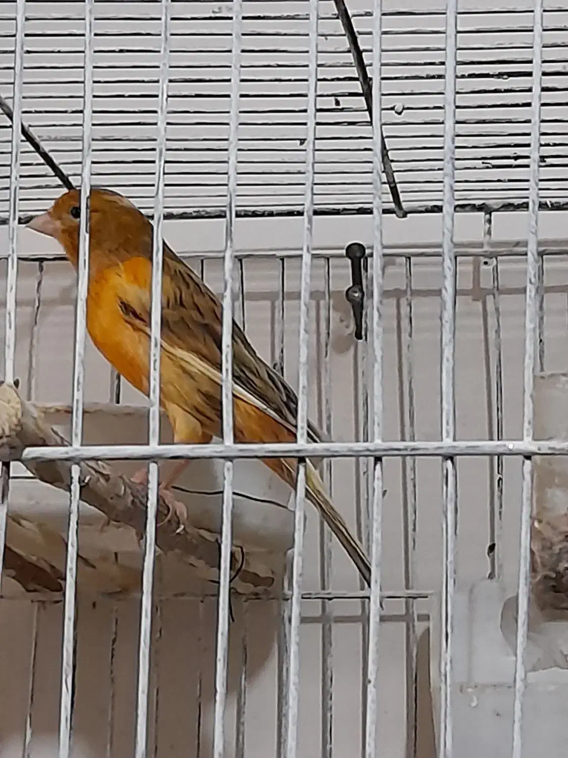 قناری نروماده|پرنده|تهران, افسریه جنوبی|دیوار