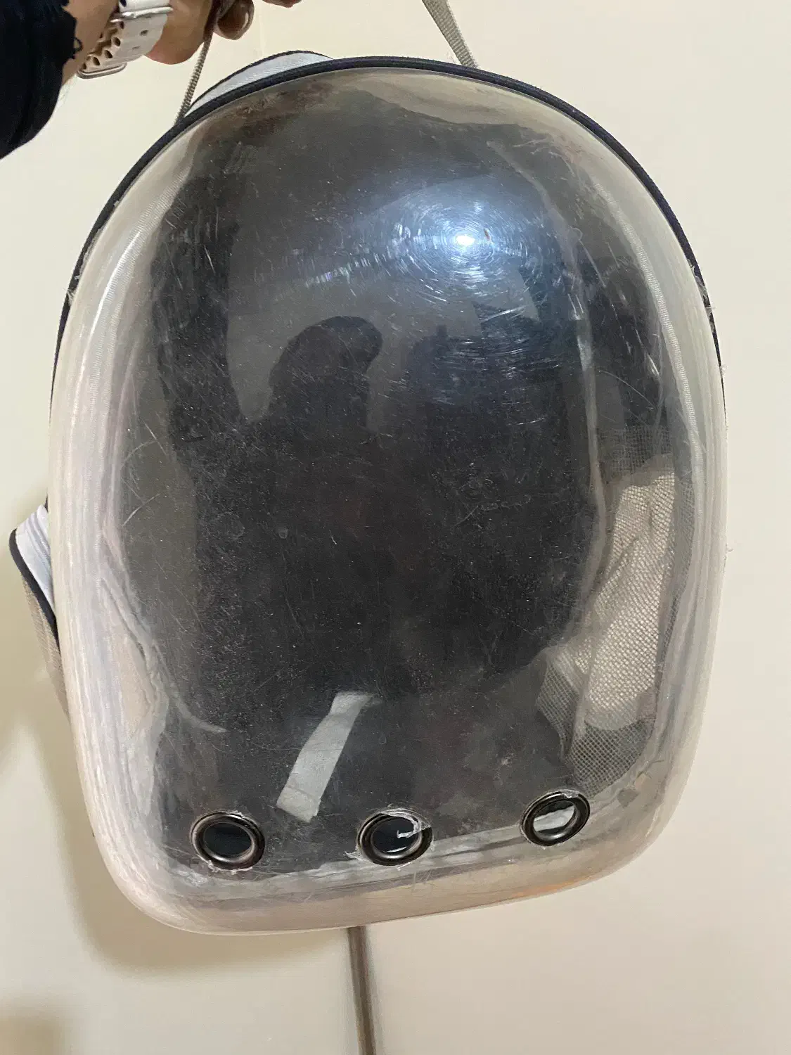 لوازم گربه|لوازم جانبی حیوانات|رودهن, |دیوار