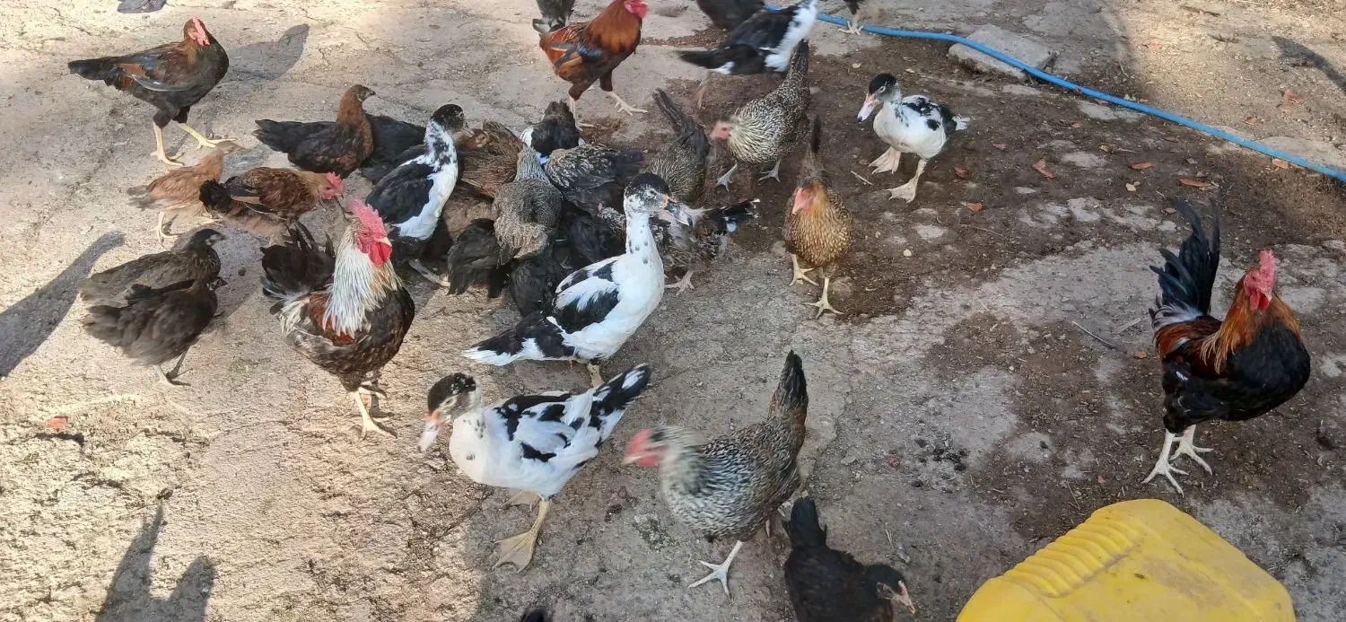 مرغ ،بوقلمون واردک موسکوی در شهر هویزه|حیوانات مزرعه|اهواز, سیاحی(سه راه خرمشهر)|دیوار