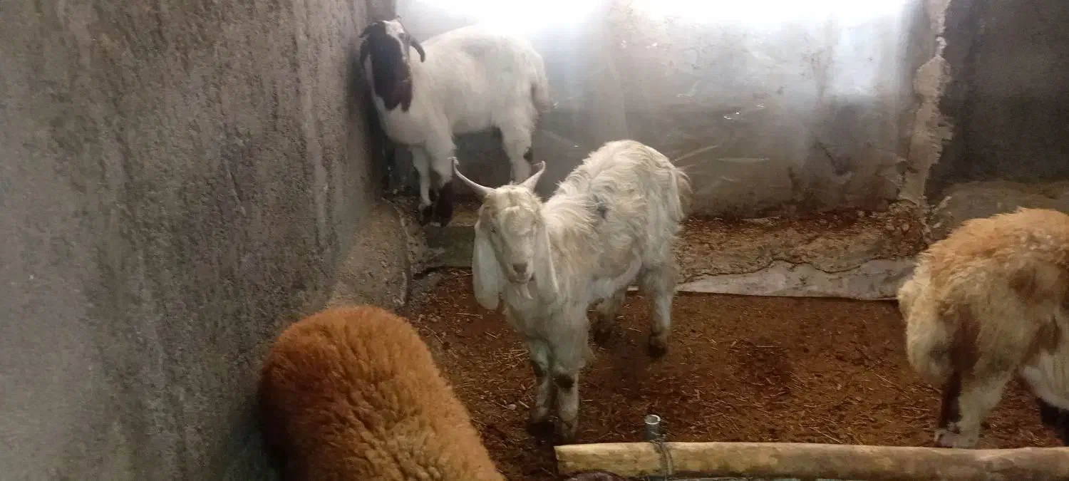 بز نر|حیوانات مزرعه|کنگاور, |دیوار