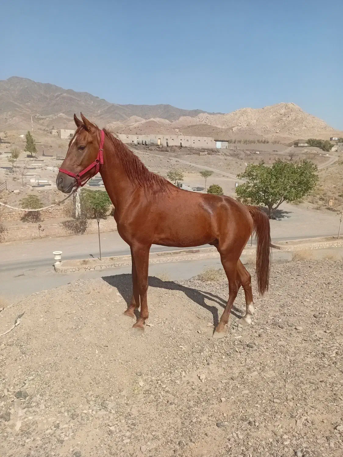 نریان|اسب و تجهیزات اسبسواری|سبزوار, توحیدشهر|دیوار