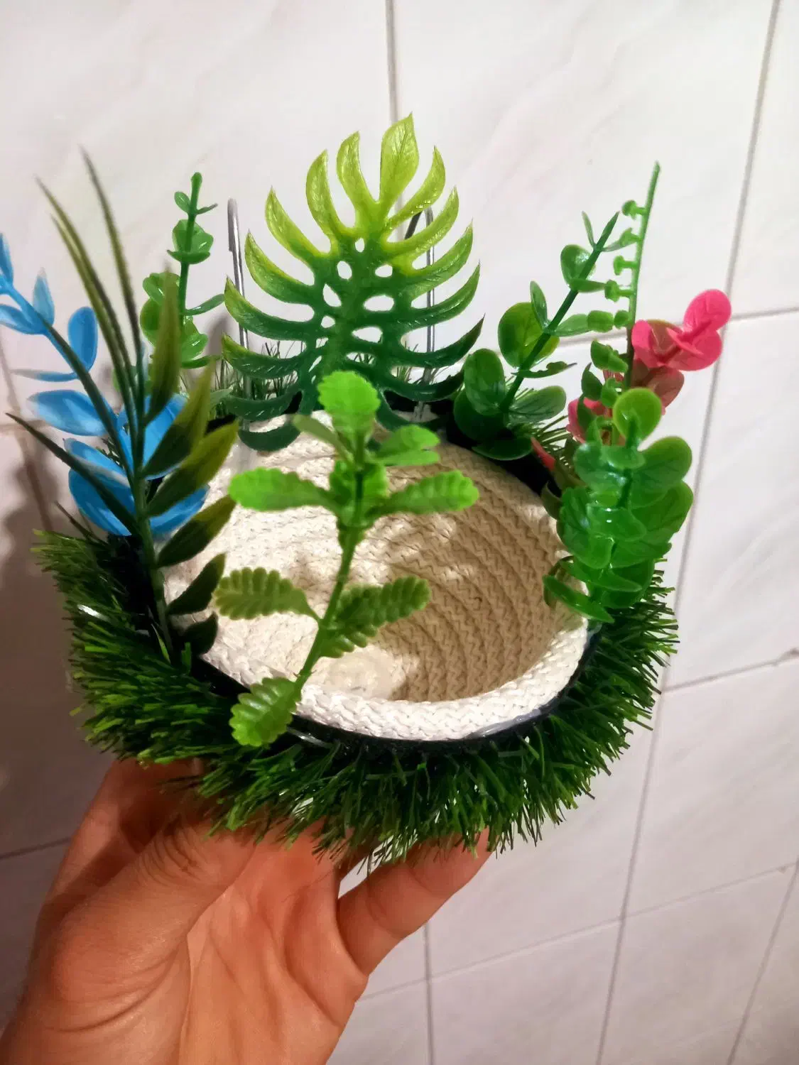 سهره قناری|پرنده|خمینی‌شهر, |دیوار