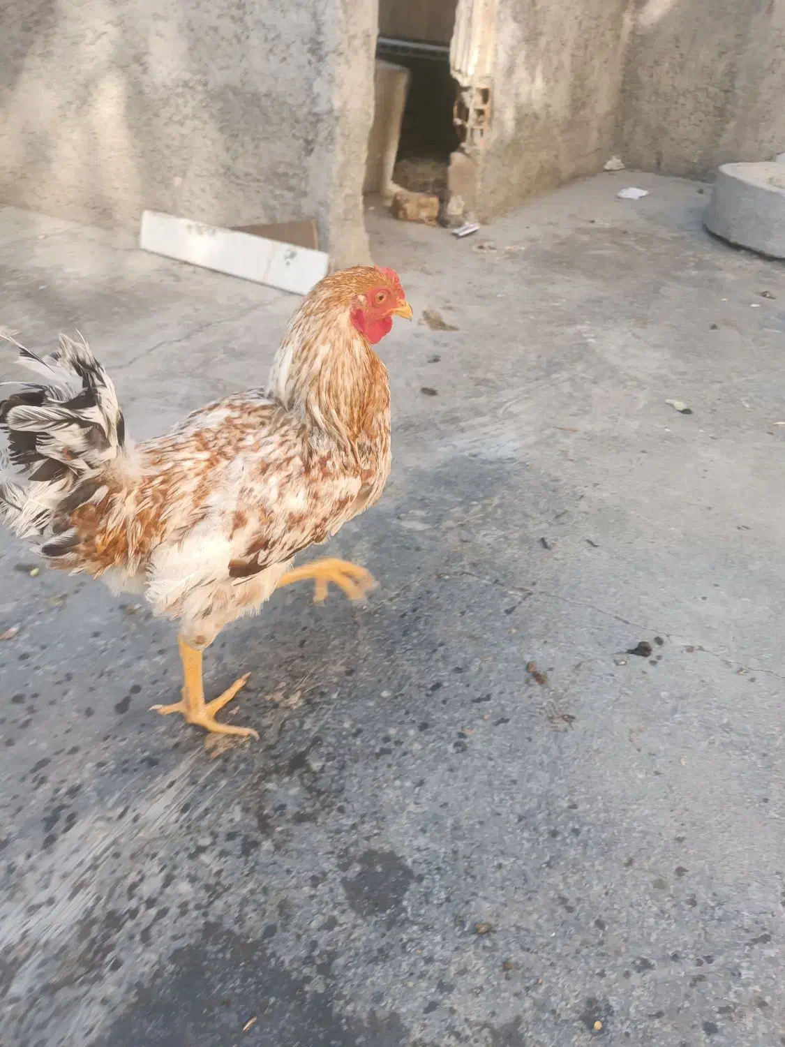 خروس دو رگه|حیوانات مزرعه|سنندج, |دیوار