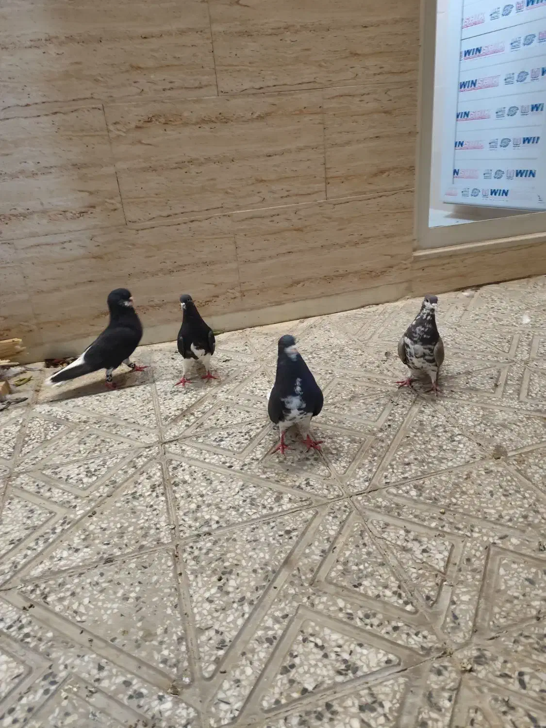 کفتر|پرنده|شیراز, ده پیاله|دیوار