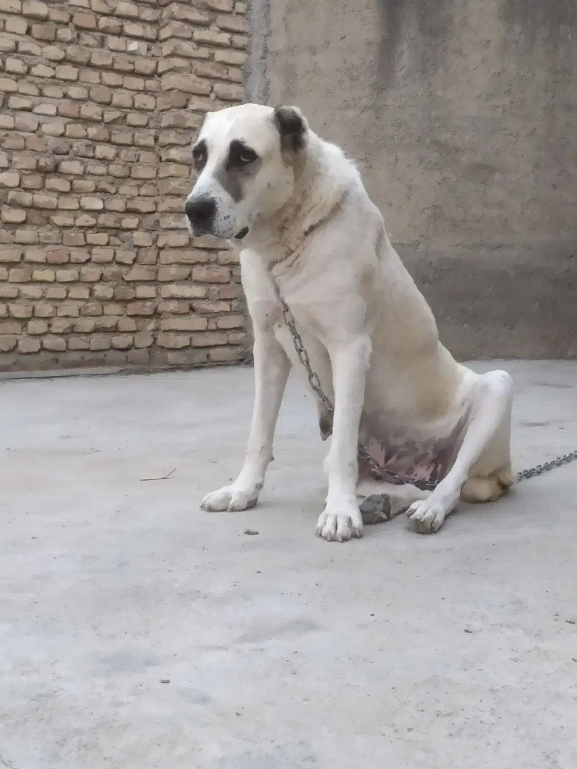 ماده آلابای روسی|سگ|سیمین شهر, |دیوار