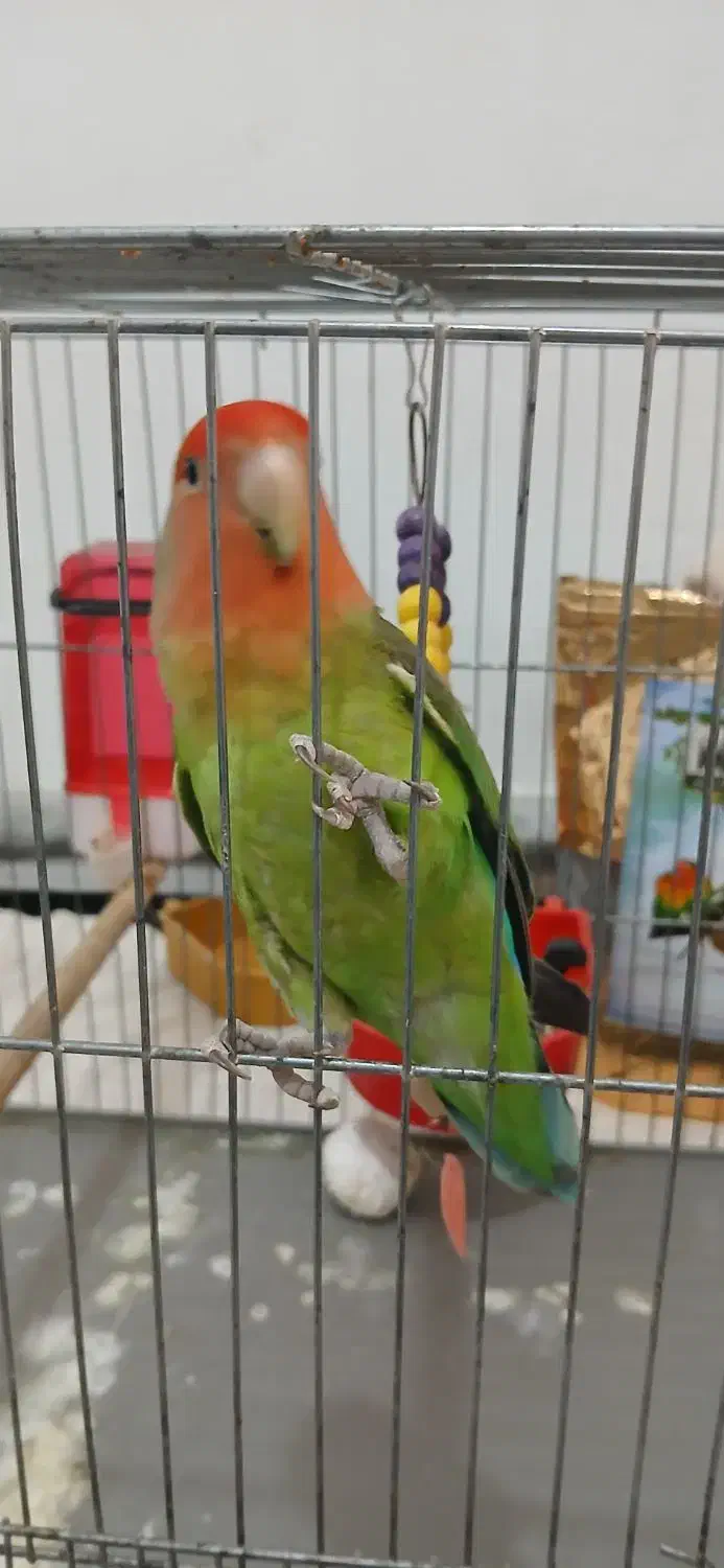 طوطی برزیلی|پرنده|تهران, یاخجی آباد|دیوار