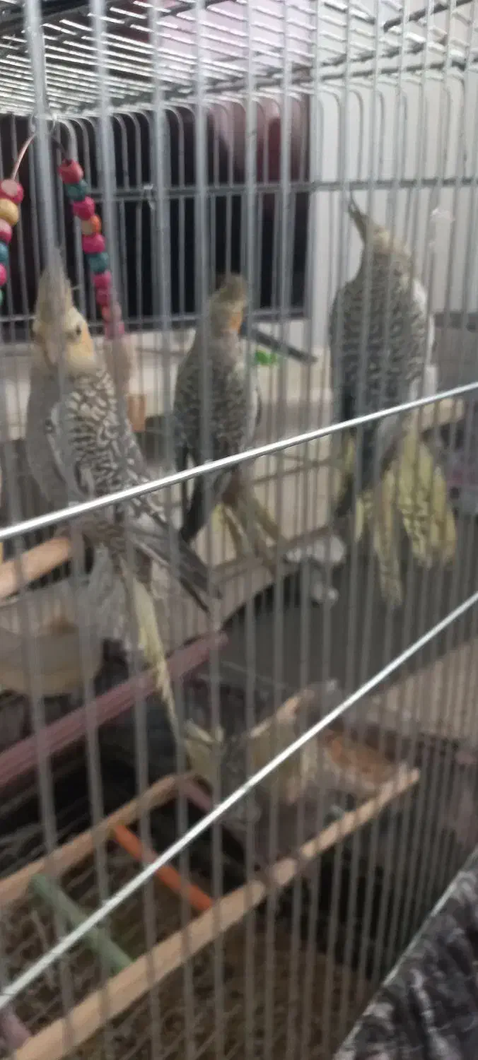 عروس هلندی|پرنده|تهران, تختی|دیوار