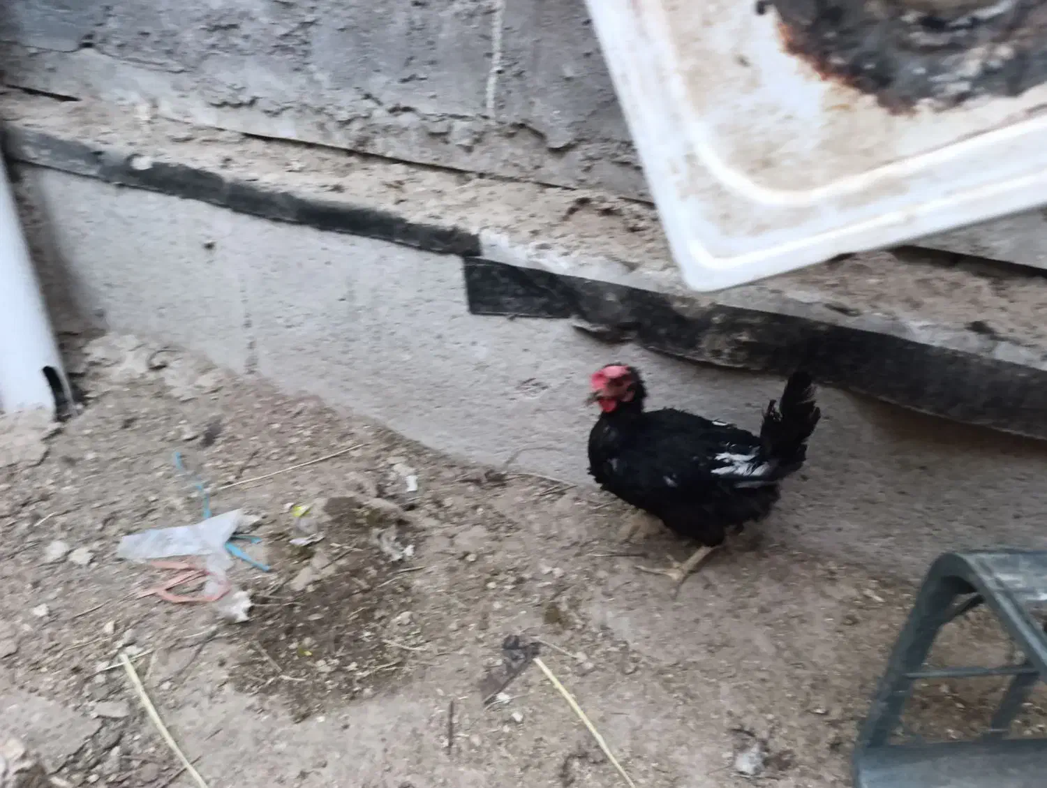 خروس و مرغ عربی اصل|حیوانات مزرعه|بندر امام خمینی, |دیوار