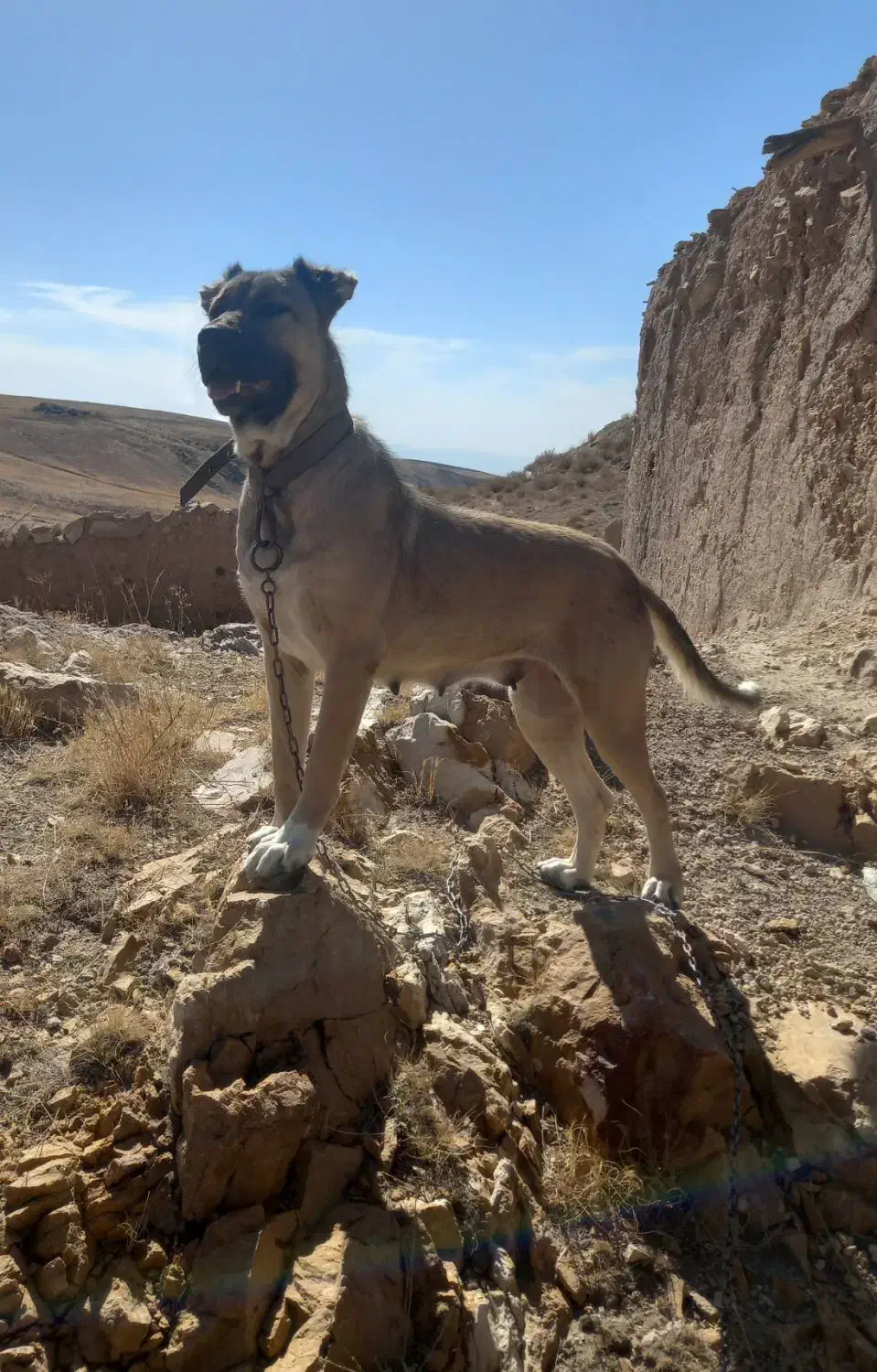 سگ سرابی ماده|سگ|زنجان, |دیوار