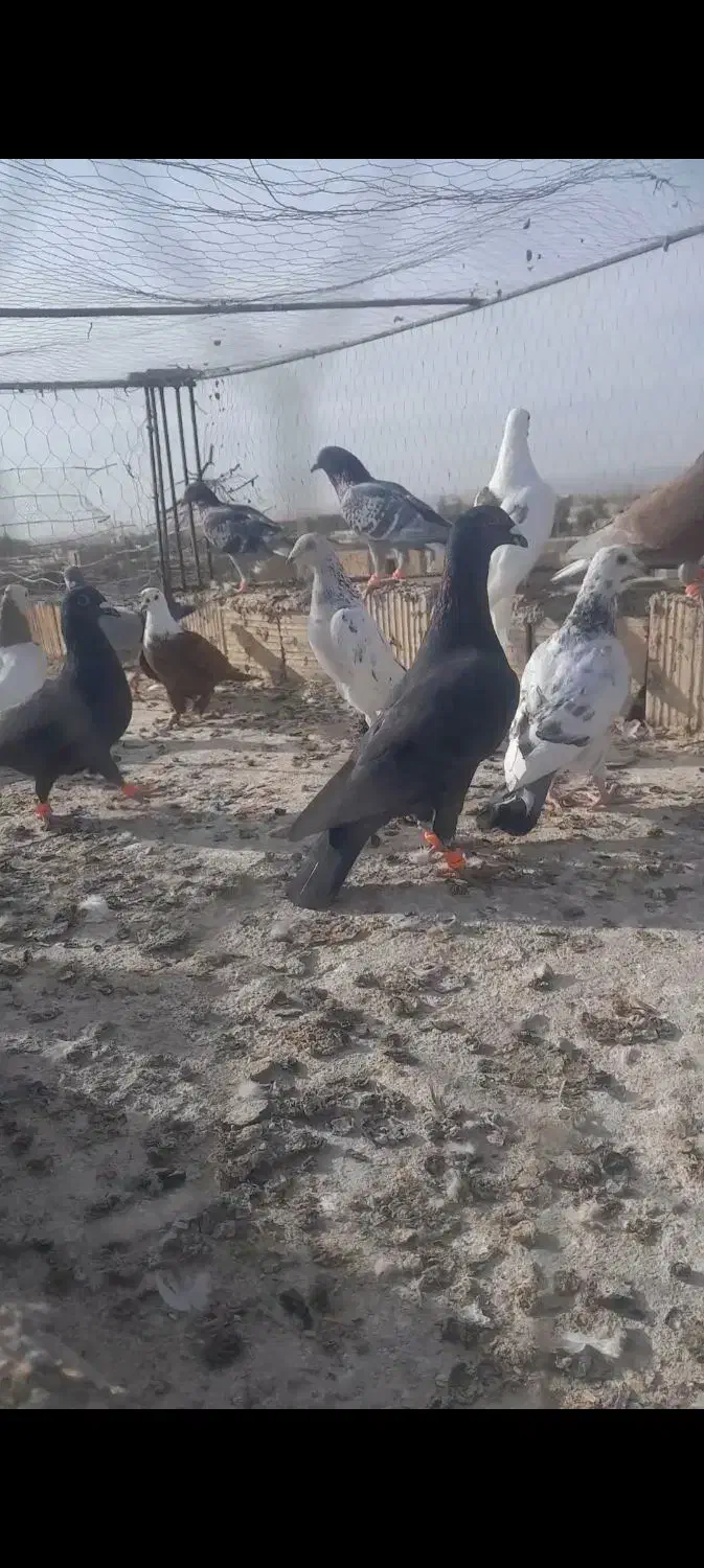 ۲۲پرنده شب بازی فروشی|پرنده|قاسمآباد (خواف), |دیوار