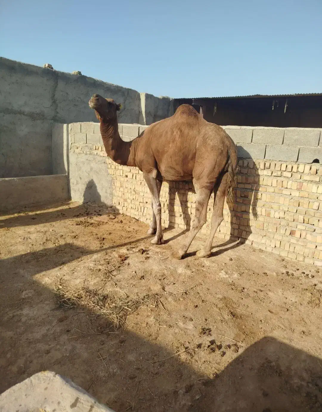 خرید فروش شتر|حیوانات مزرعه|سبزوار, فرهنگیان|دیوار