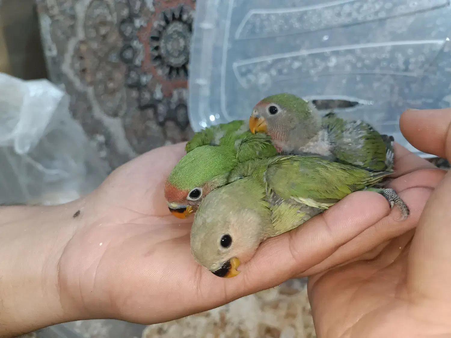 طوطی برزیلی سرلاکی|پرنده|قم, چهل درخت‎|دیوار