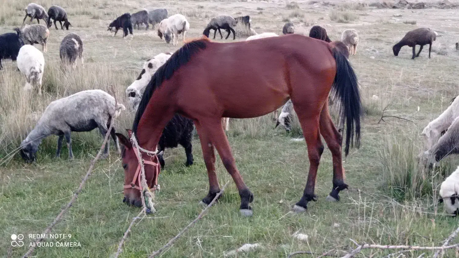 فروش یک راس اسب دره شوری|اسب و تجهیزات اسبسواری|شیراز, ابیوردی|دیوار