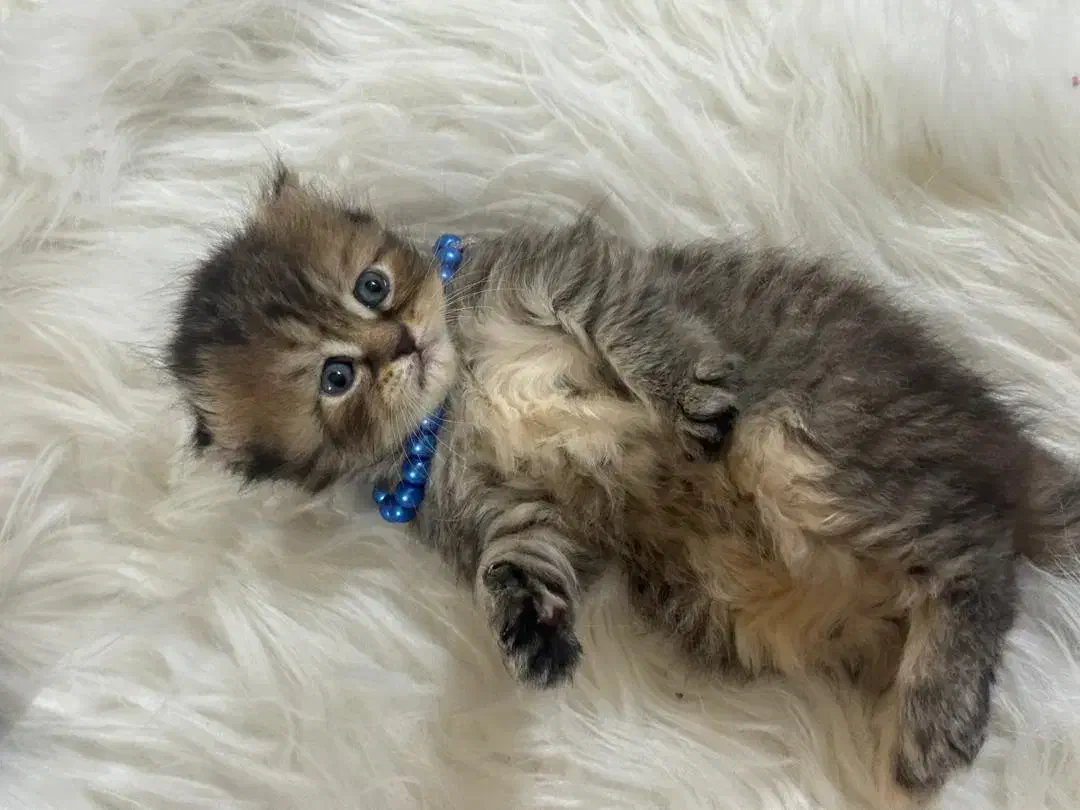 فروش گربه بچه اسکاتیش بریتیش ماده|گربه|گرگان, |دیوار