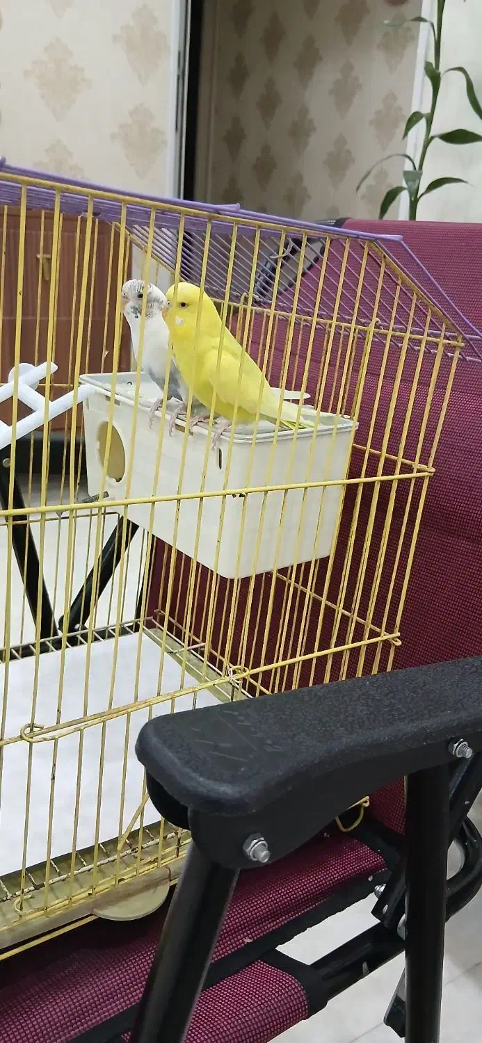 مرغ عشق|پرنده|سنندج, |دیوار