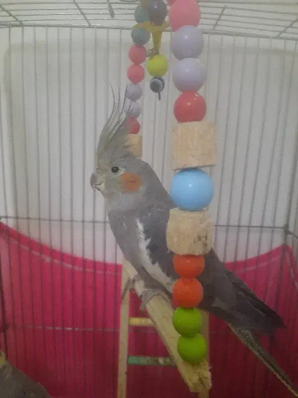 عروس هلندی|پرنده|یزد, |دیوار