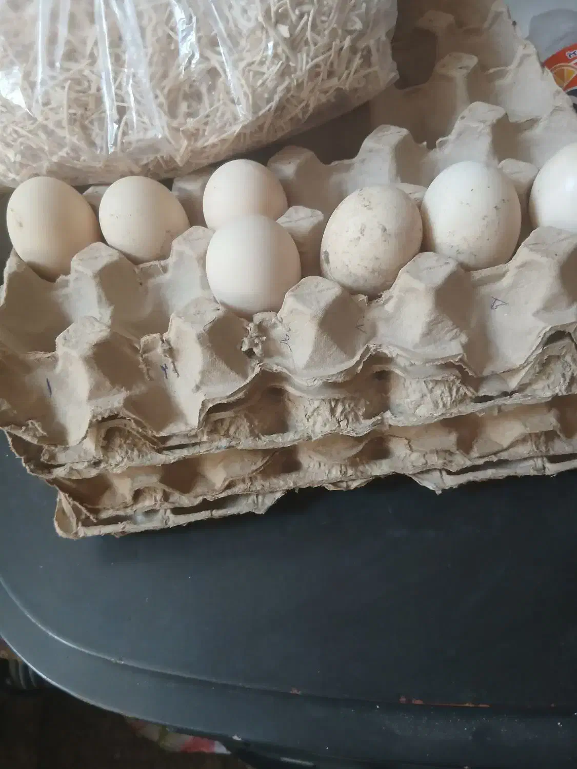 تخم نطفه دار|حیوانات مزرعه|محمدشهر, همایون ویلا|دیوار