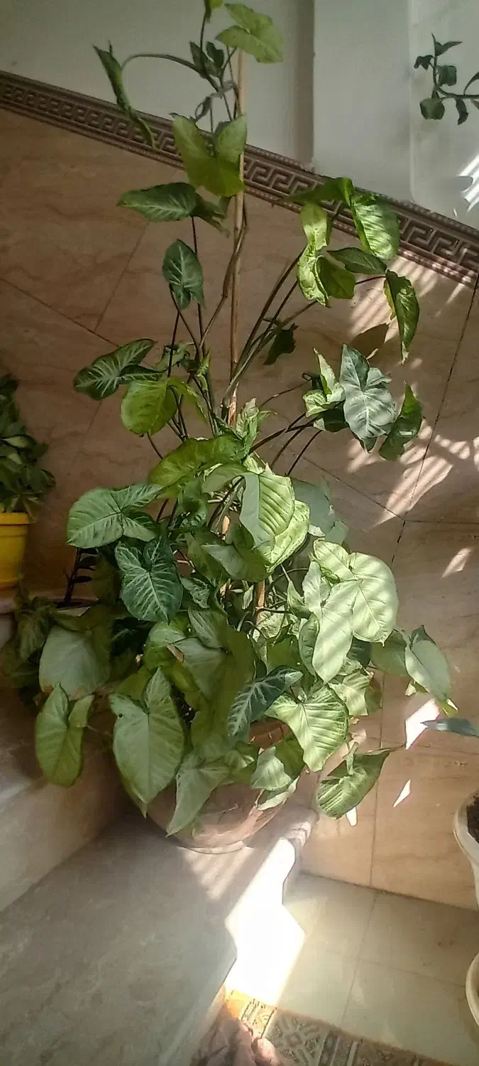 گلدان سینگولیوم|گل و گیاه طبیعی|قدس, شهرقدس|دیوار