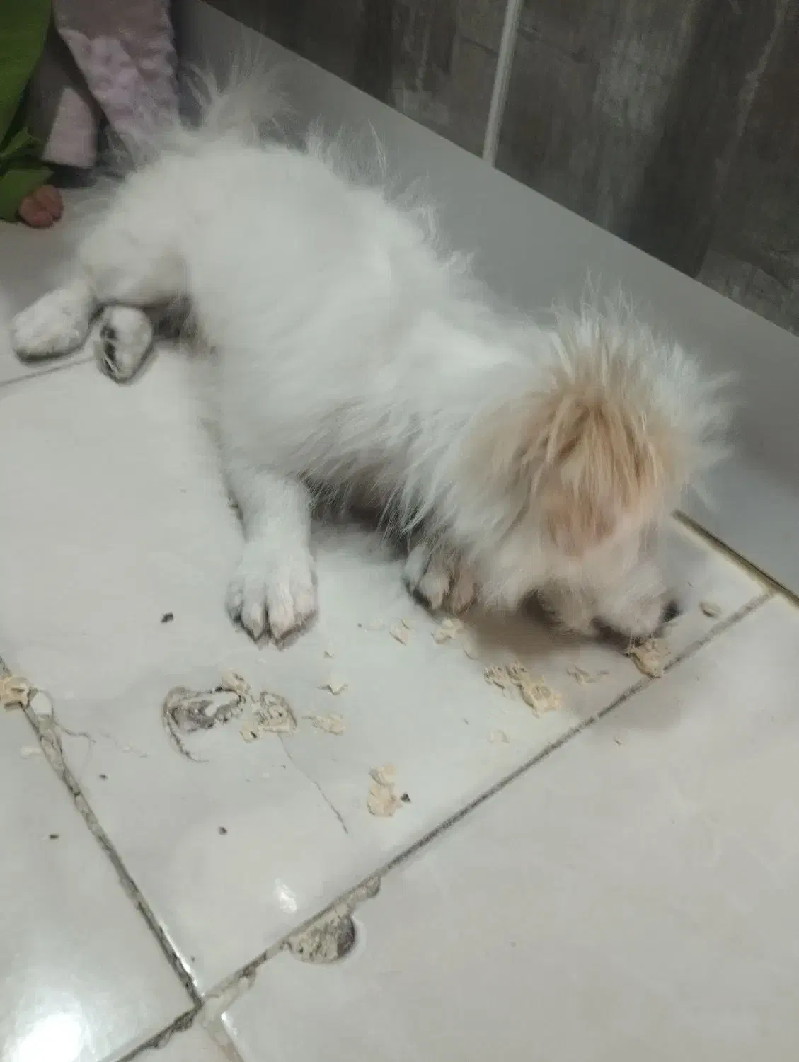 سگ اشپیز..5ماهه|سگ|صدرا-فارس, فاز ۲|دیوار