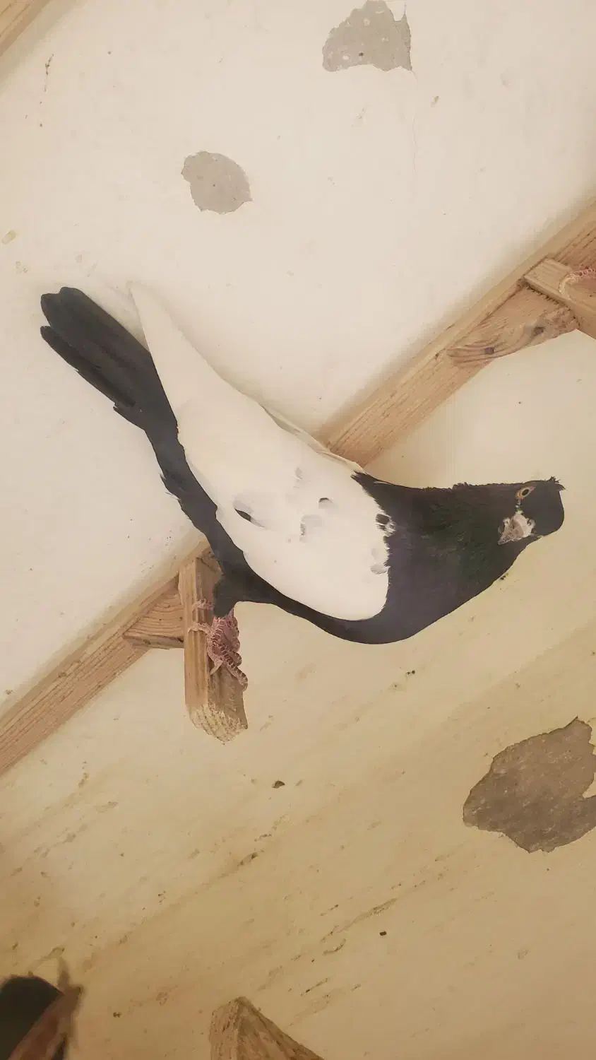 سینه سیا بازیکن جوجه سینه تافته ای نر|پرنده|شیراز, اصلاح‌نژاد|دیوار