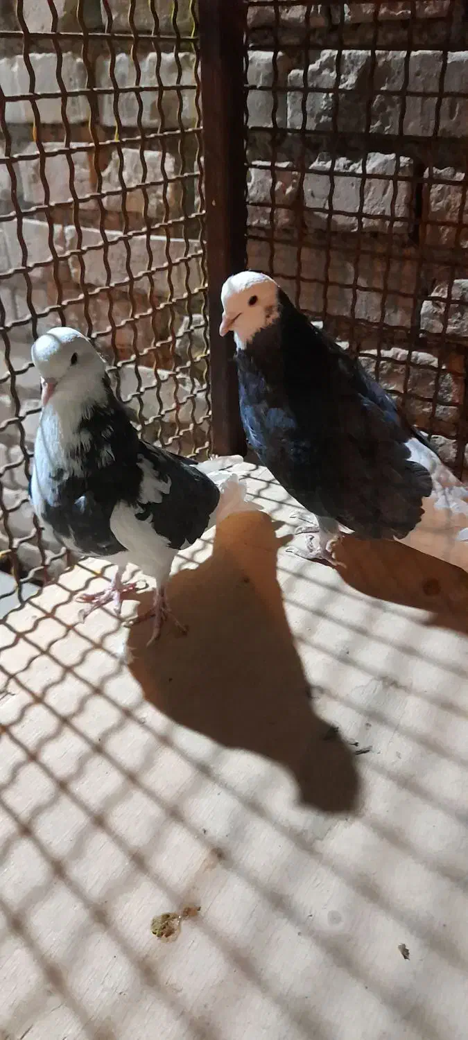 کبوتر پرشی|پرنده|بهمن, |دیوار