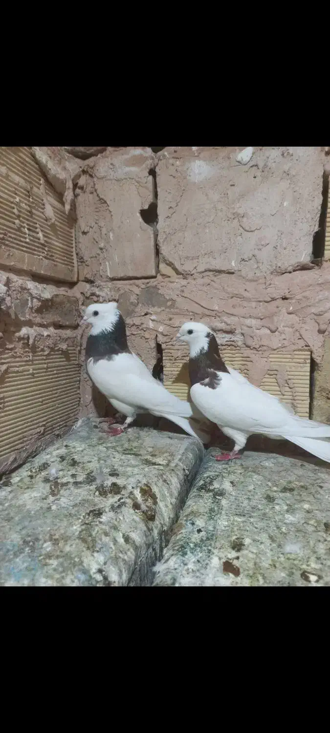 کبوتر طوقی،ساده،خارا|پرنده|سبزوار, امیر کبیر|دیوار