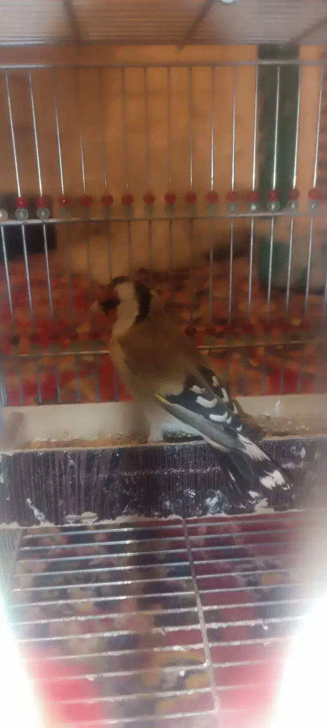 سهره|پرنده|شیراز, جوادیه|دیوار