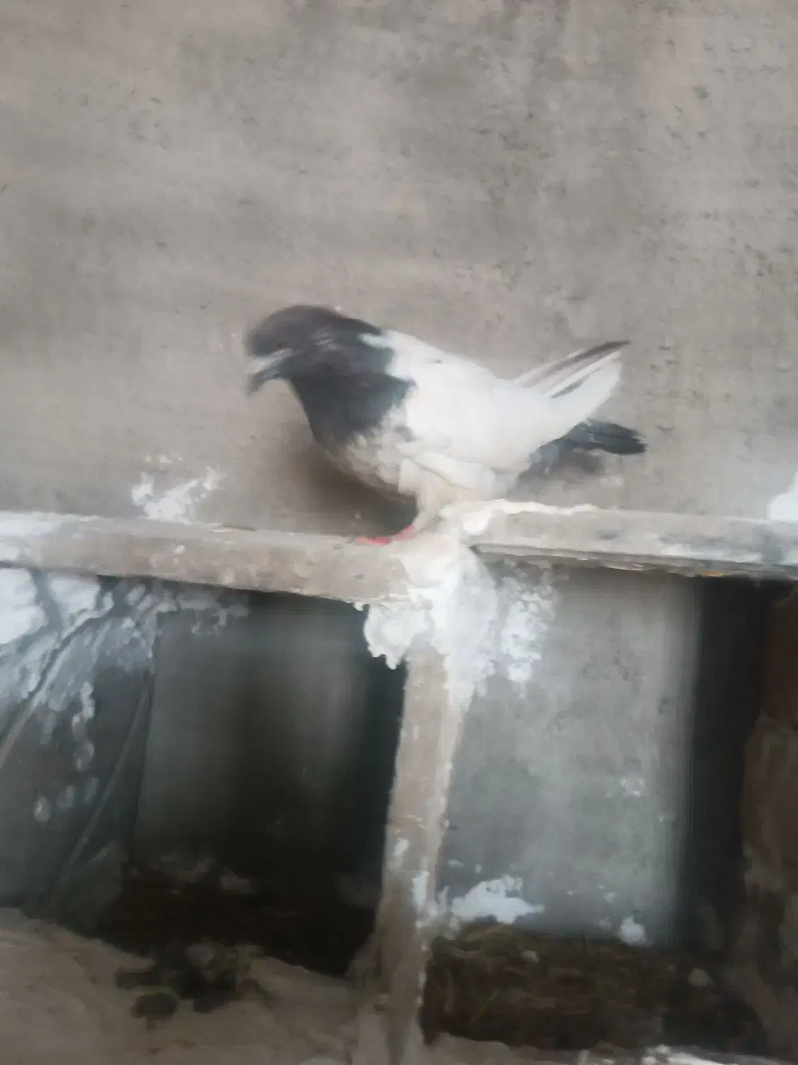 پرنده ماده قیچی|حیوانات|بروجرد, |دیوار