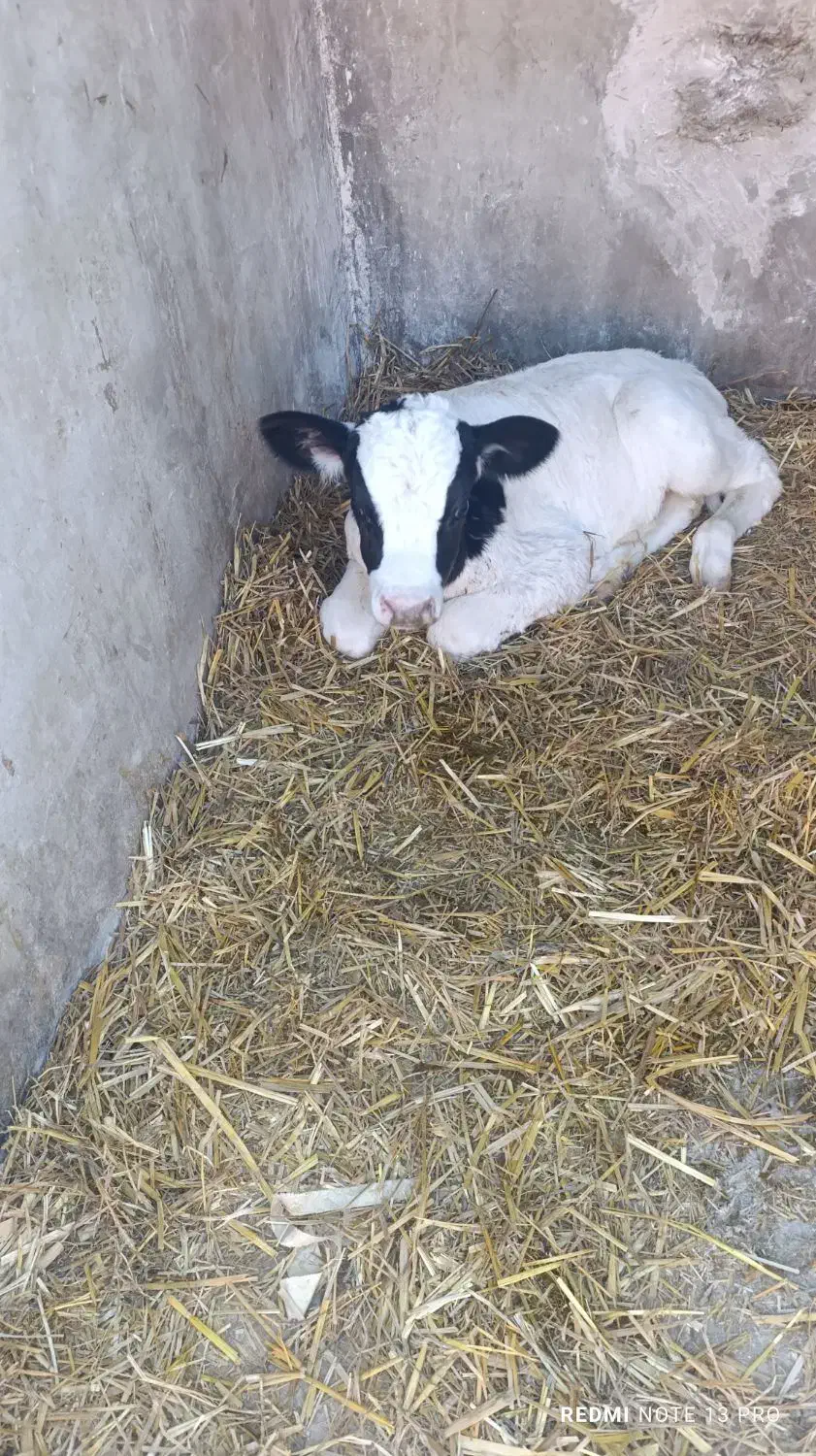 گوساله نر شیری|حیوانات مزرعه|رضویه, |دیوار