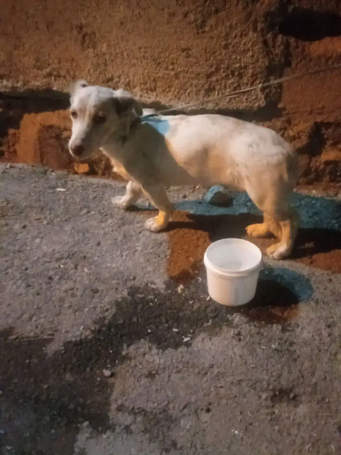 سگ پا کوتاه|سگ|چناران, |دیوار