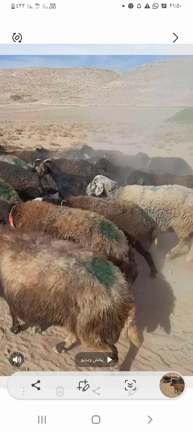 فروش گوسفند|حیوانات مزرعه|داران, |دیوار