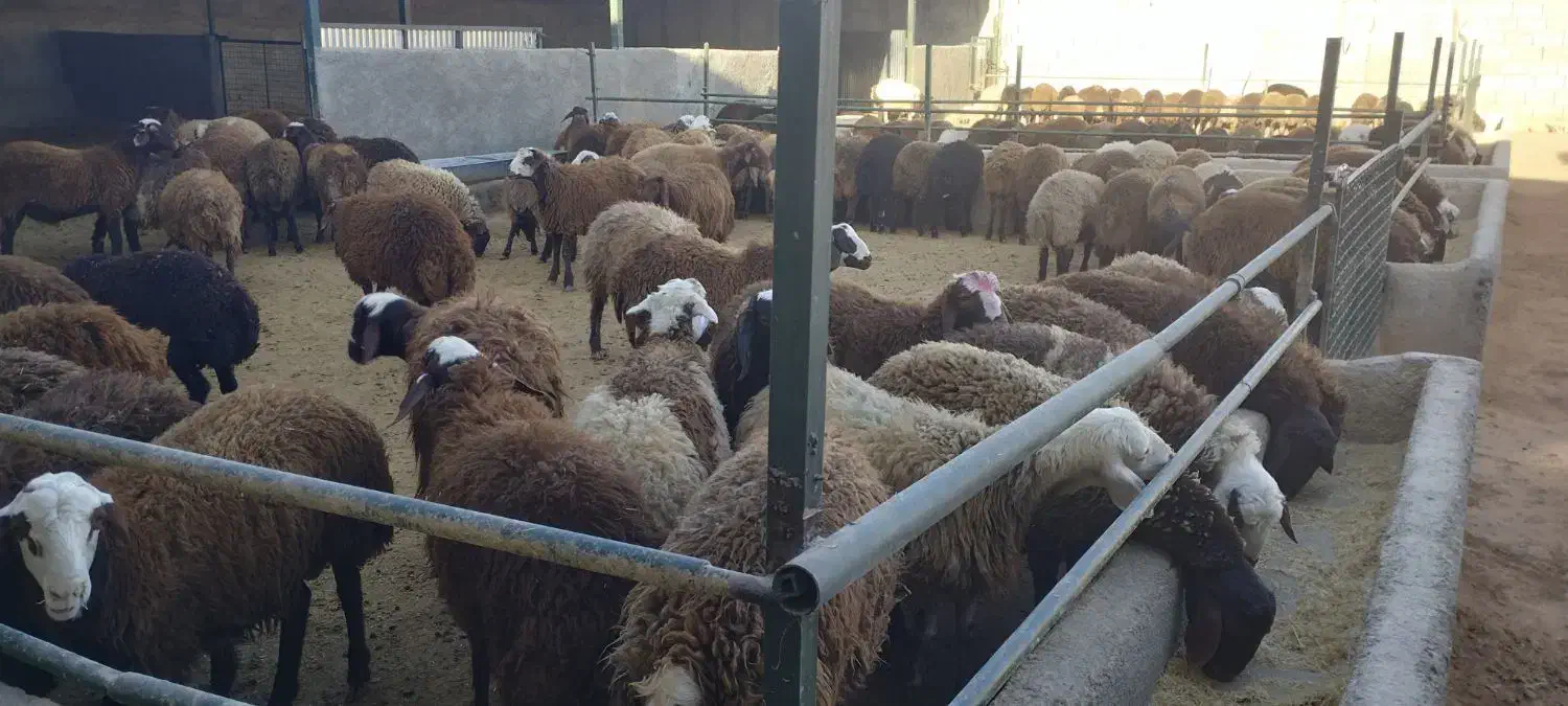 بره نر تمام پروار|حیوانات مزرعه|کوهدشت, |دیوار