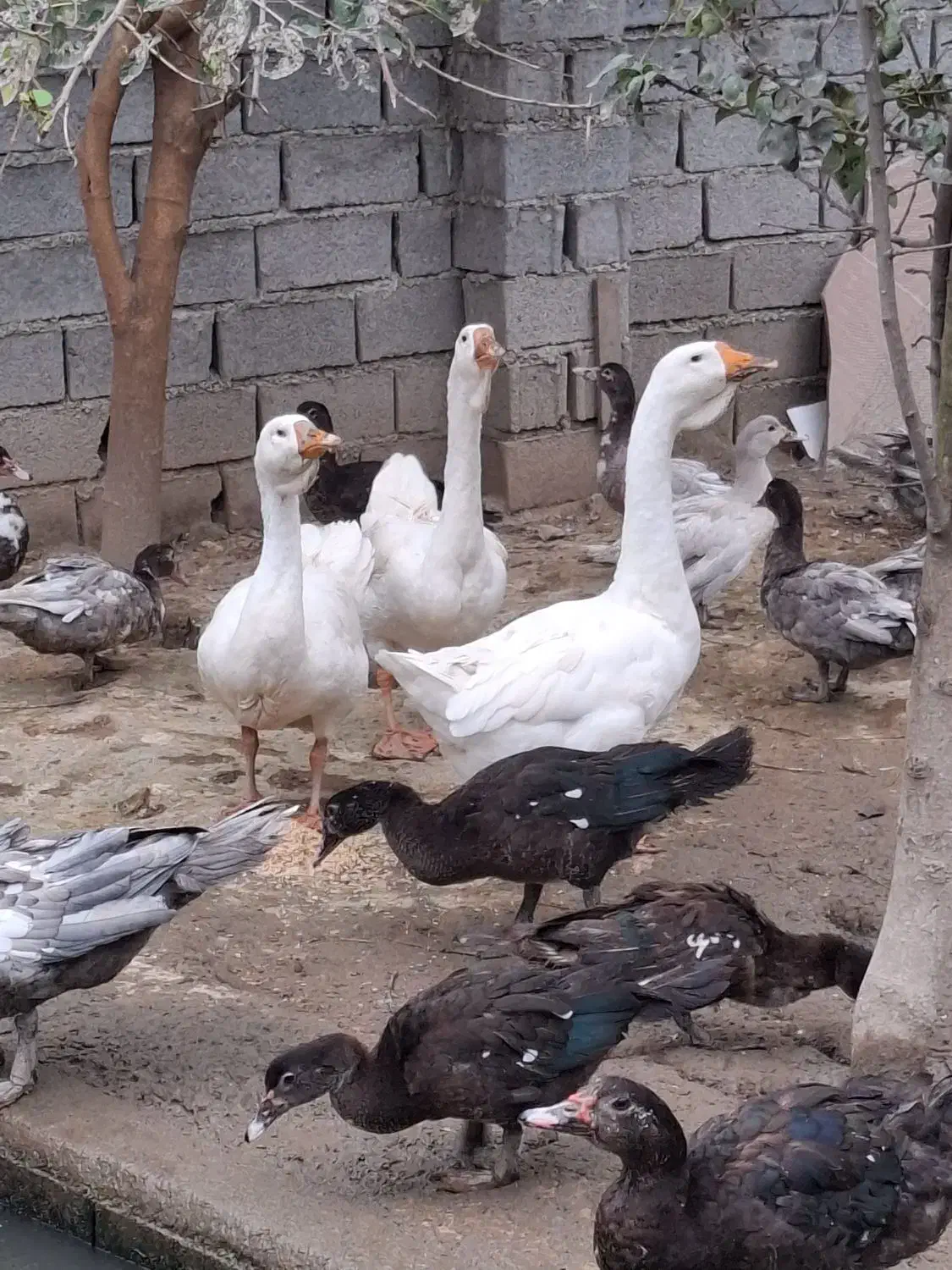 دو عدد قو غاز لیندا نر اصیل|حیوانات مزرعه|آمل, |دیوار