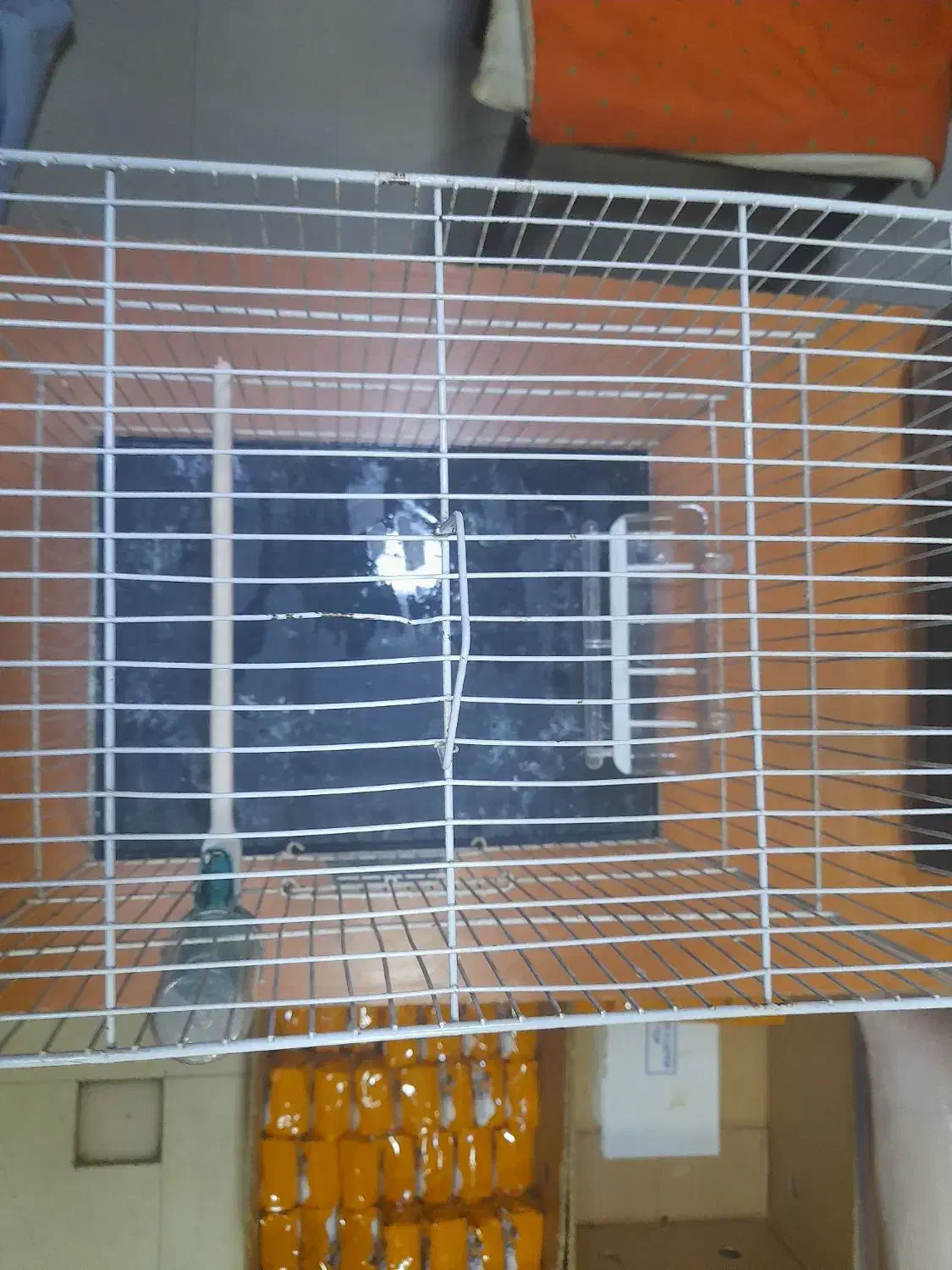 قفس|لوازم جانبی حیوانات|مشهد, هفده شهریور|دیوار