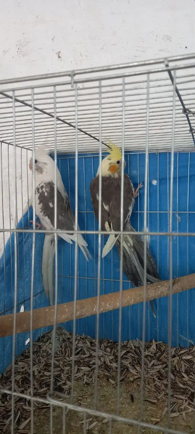 معاوظه عروس باقناری|پرنده|برخوار, |دیوار