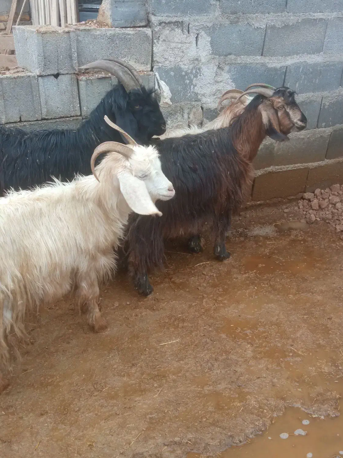 بزوچبش|حیوانات مزرعه|مرودشت, ده بید|دیوار