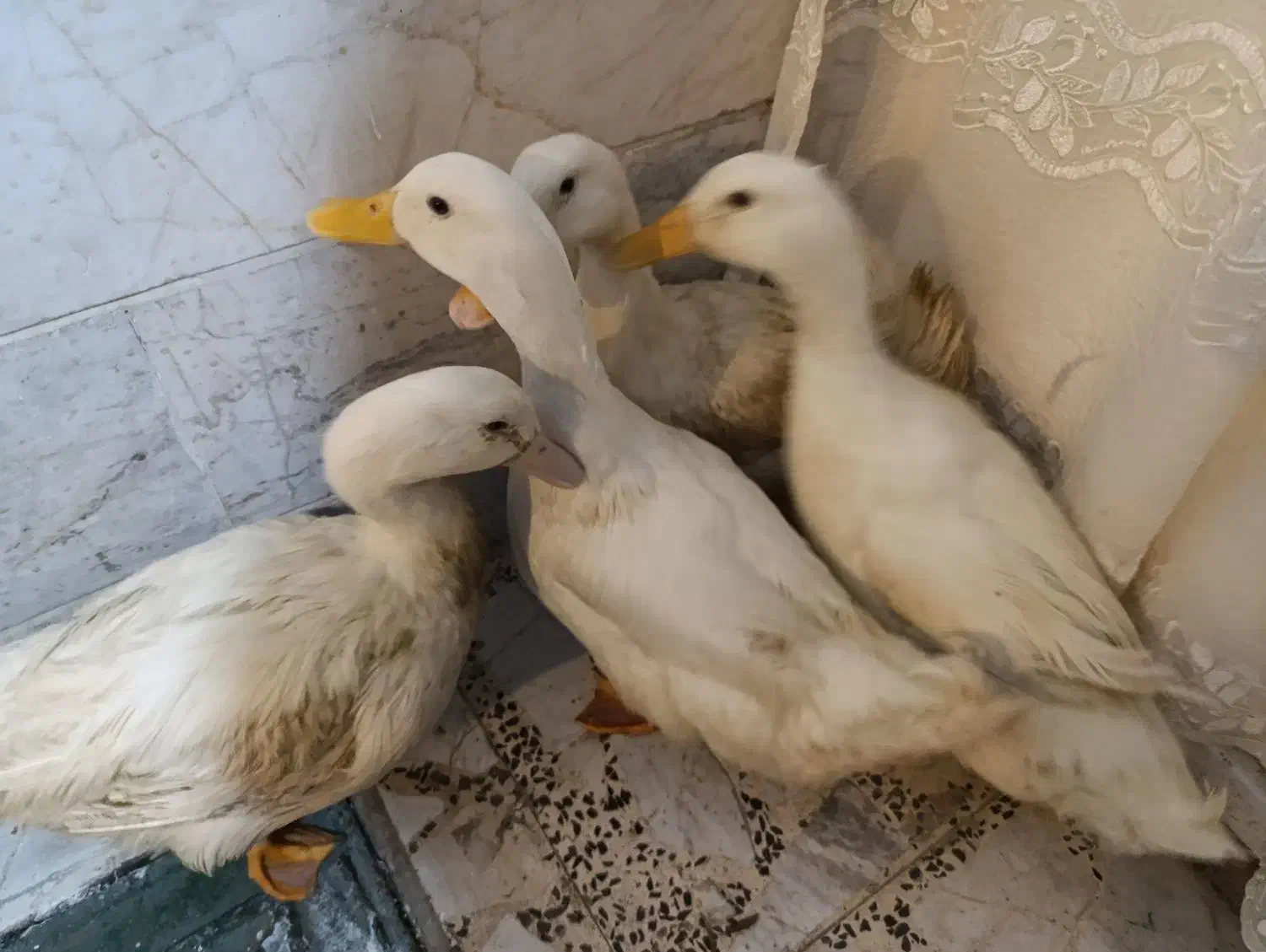 فروش اردک|حیوانات مزرعه|رشت, شهرک آیت الله منتظری|دیوار