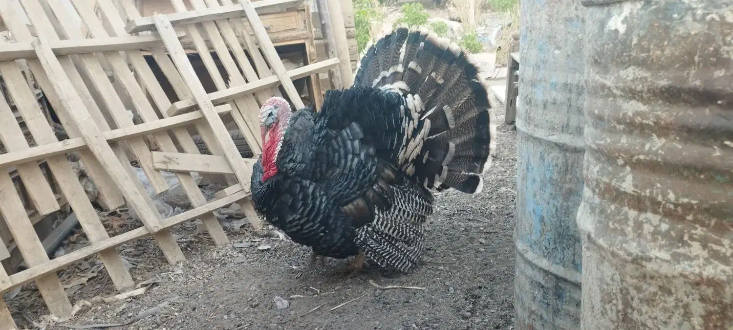 بوقلمون نر|حیوانات مزرعه|اصفهان, خاتون‌آباد|دیوار