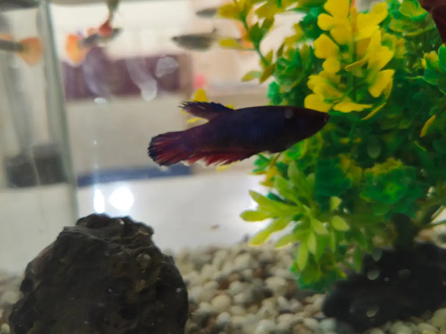 ماهی گوپی|ماهی|زرند, |دیوار