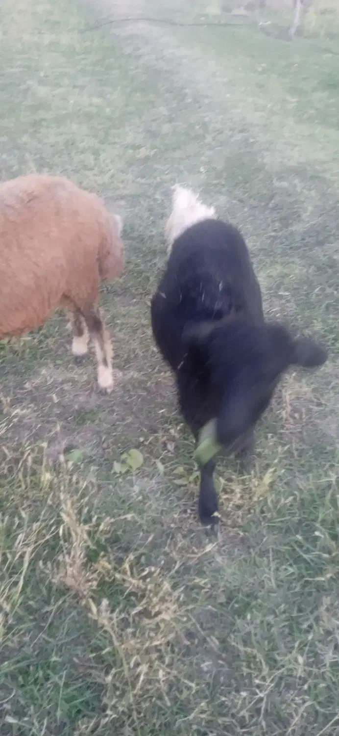 3راس‌گوسفند‌جوان‌‌حدودن‌هرکدوم‌35کیلوبه‌بالا‌|حیوانات مزرعه|مرند, |دیوار