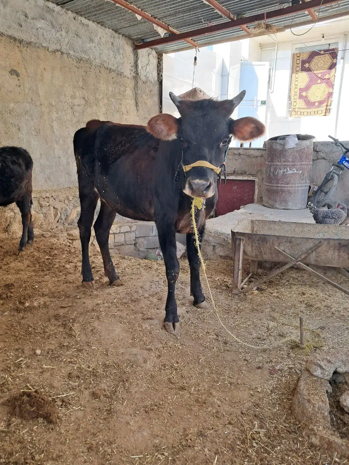 فروشی|حیوانات مزرعه|کوهدشت, |دیوار