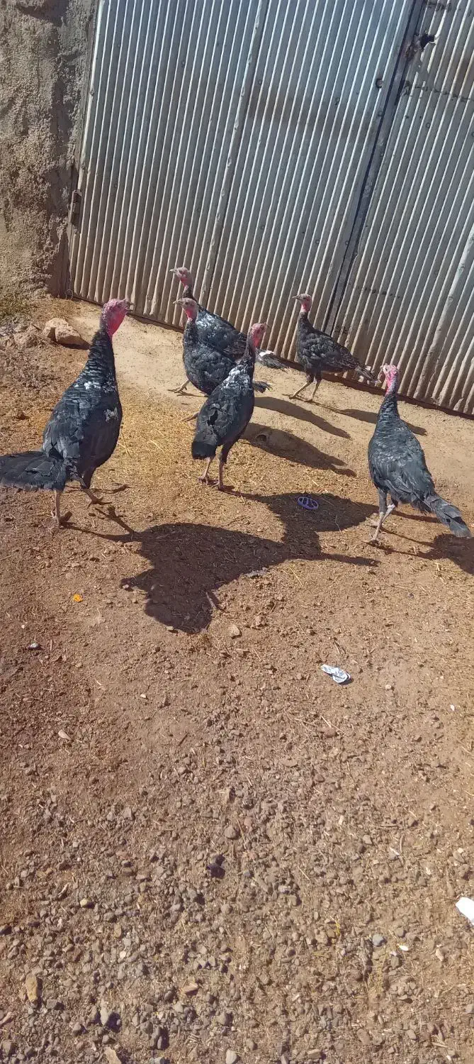 بوقلمون|حیوانات مزرعه|موچش, |دیوار