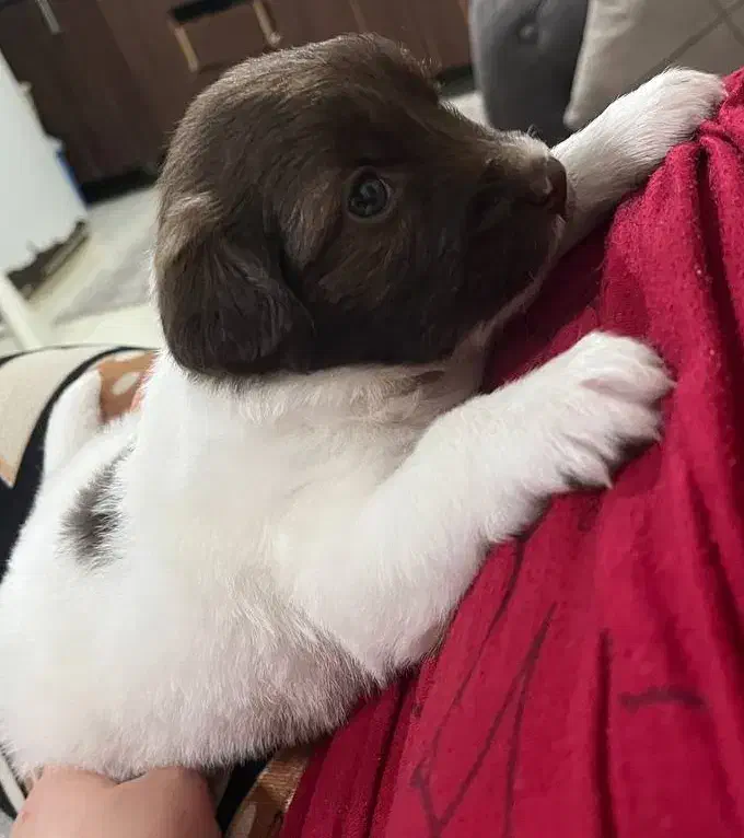 سگ با قفس|سگ|رشت, کوی طالقانی|دیوار