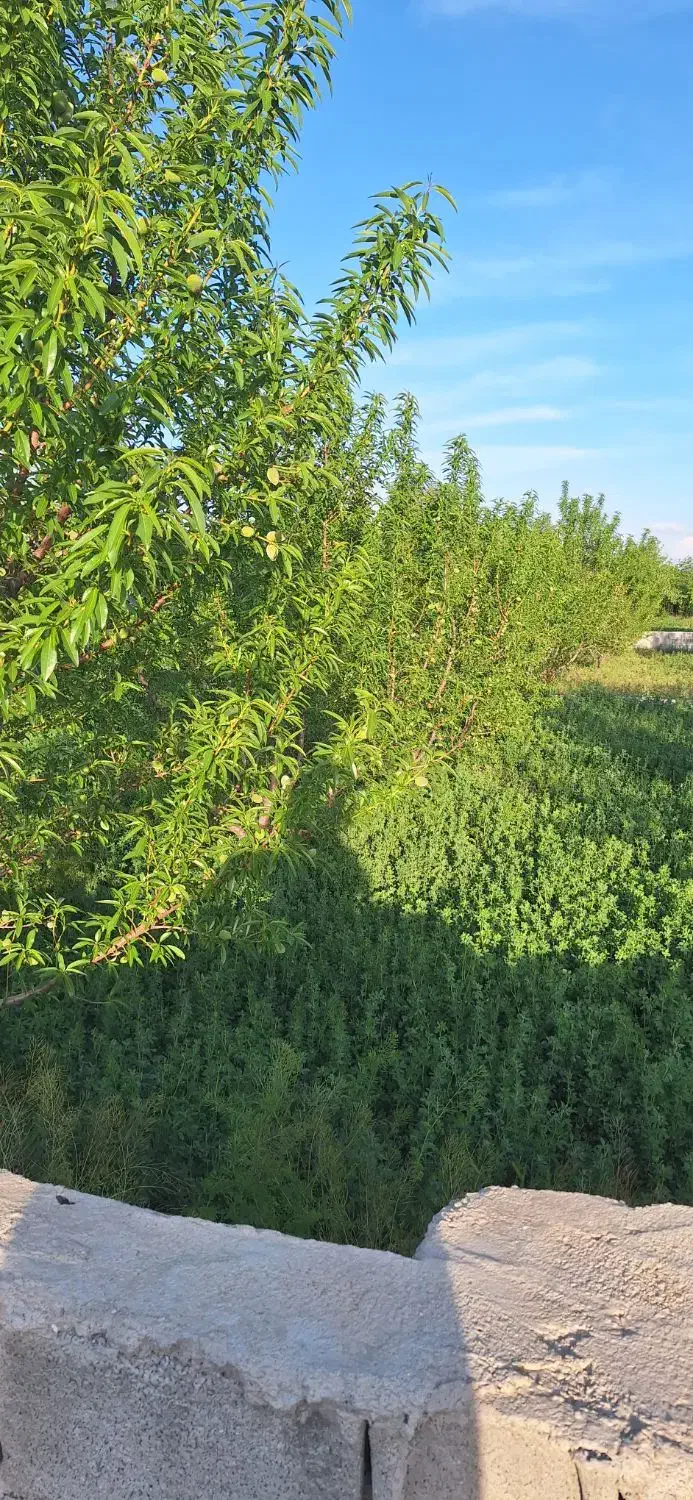 فروش قطعات نقلی ویلایی|فروش زمین و ملک کلنگی|ایلخچی, |دیوار